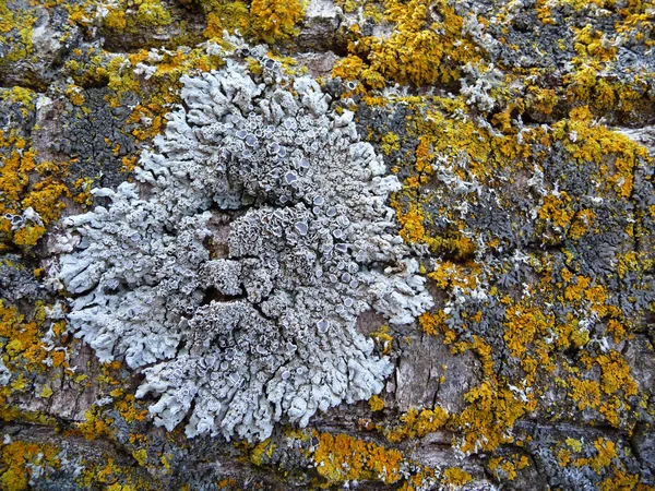 Macro gray and yellow lichen — Stock Photo, Image