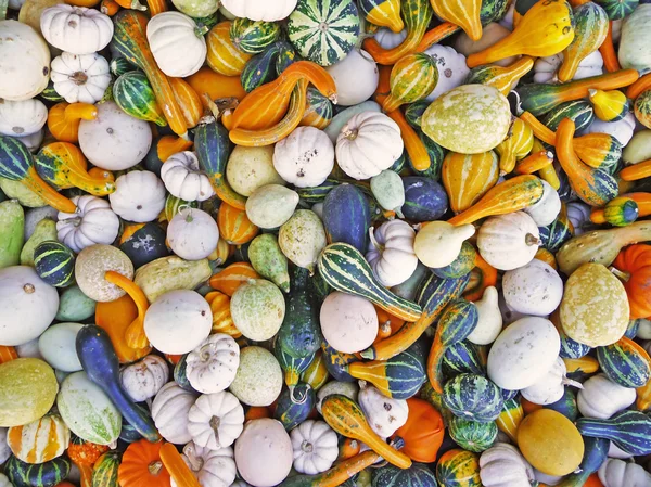 stock image Many gourds background