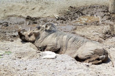 çamur içinde wallowing warthog