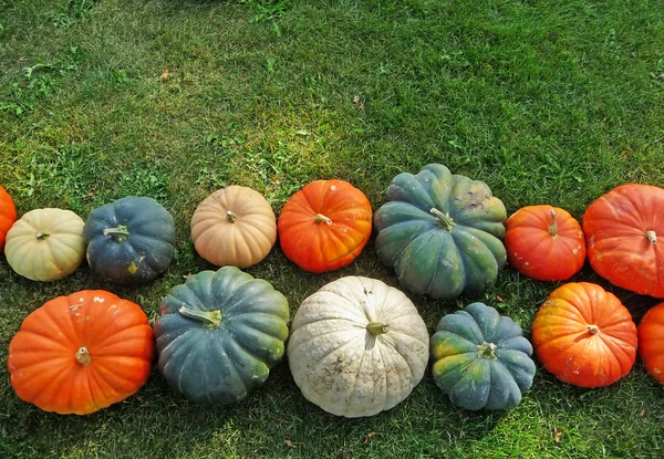 stock image Various pumpkin varieties on grass