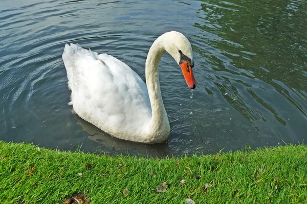 Swan op de met gras begroeide oever — Stockfoto