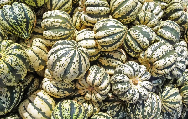 stock image Sweet dumpling squash background