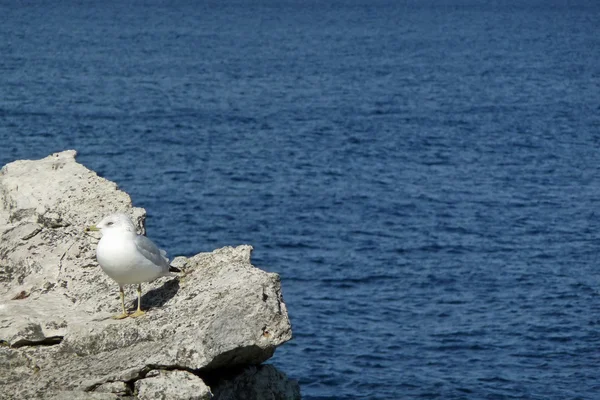 stock image Seagull on rocky coast