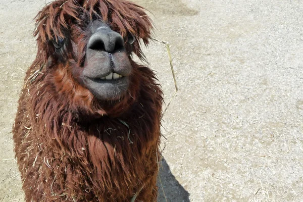 Ugly llama — Fotografie, imagine de stoc