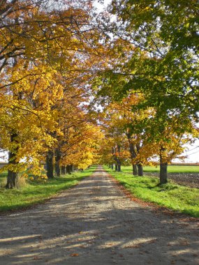 sonbahar kırsal driveway