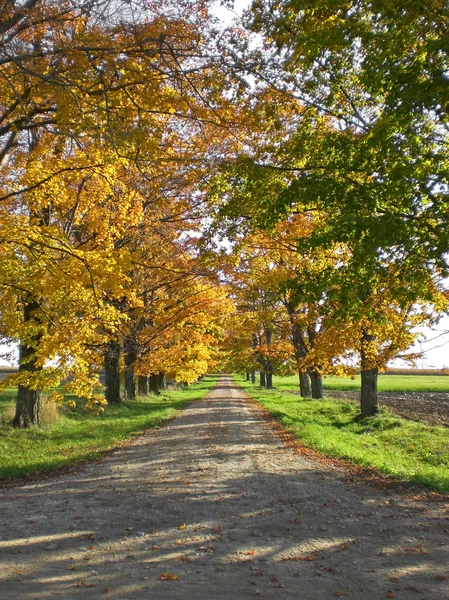 Passarela rural de outono — Fotografia de Stock