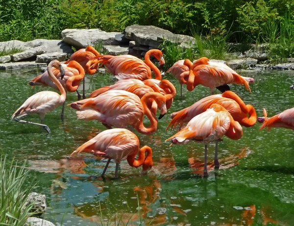Flamingos in green tinted water — Stock Photo, Image