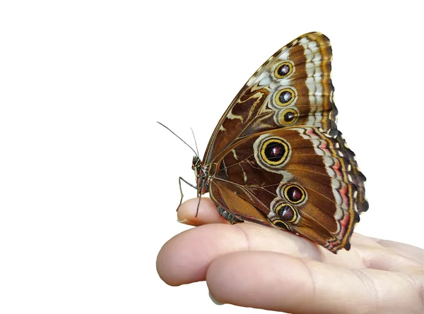 Modrá morpho motýl na Zenske ruce Royalty Free Stock Fotografie