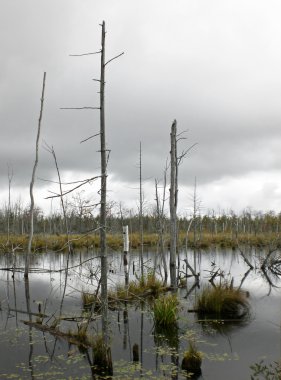 kasvetli marsh snags ile