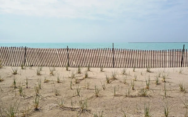 Strandgräs trädplantering projekt — Stockfoto