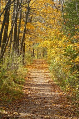 Autumn hiking trail clipart