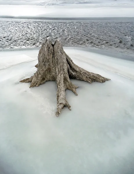 Addertje onder het gras bevroren in het ijs met smeltwater — Stockfoto