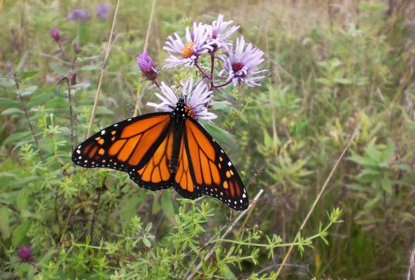 Papillon monarque sur fleur sauvage d'automne Images De Stock Libres De Droits