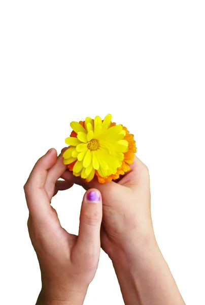 stock image Young girl holding two flowers isolated