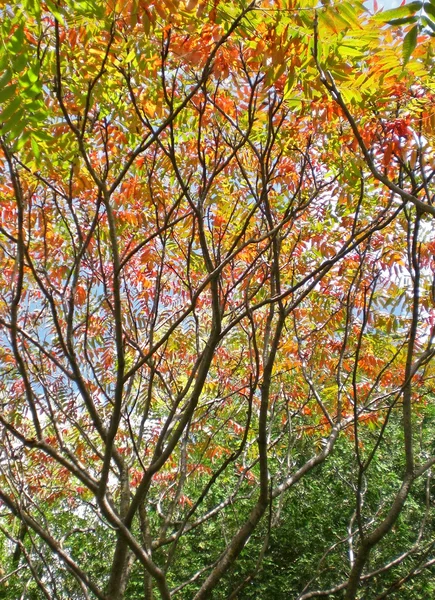 Podzimní škumpy abstrakt Stock Obrázky