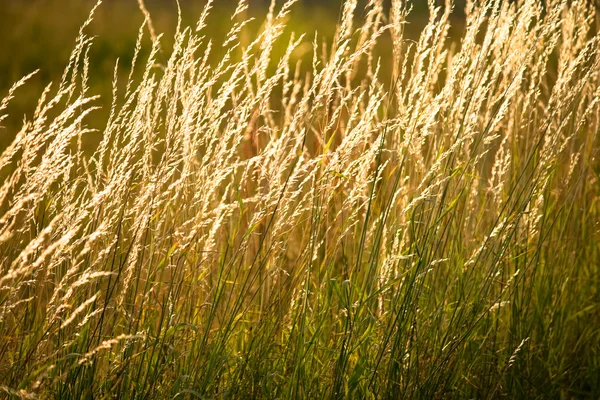 stock image Blades of Grass