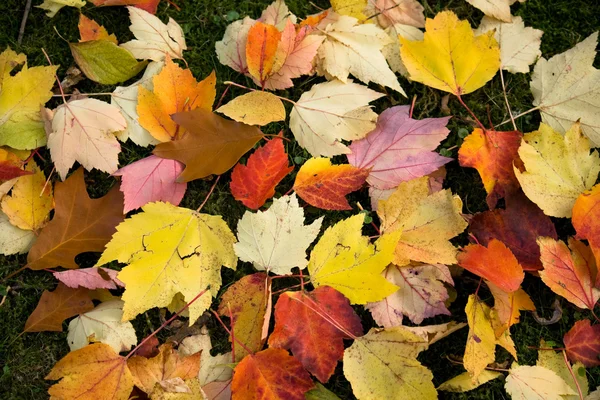 Folhas de Outubro — Fotografia de Stock