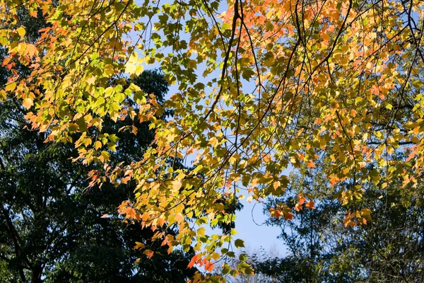 Жовтень листя — стокове фото