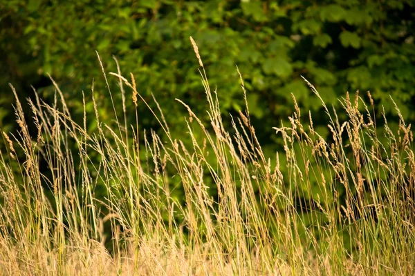 Stock image Blades of Grass