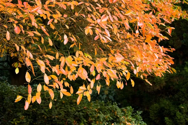 Października liści — Zdjęcie stockowe