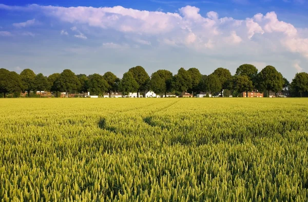 Pintoresco paisaje con trigo — Foto de Stock