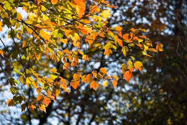 Października liści — Zdjęcie stockowe