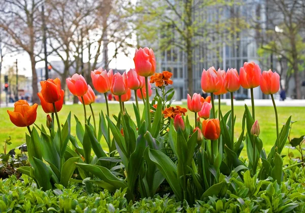 stock image Spring ina Big City