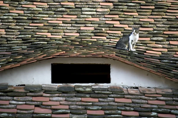 stock image Domestic cat resting on a roof