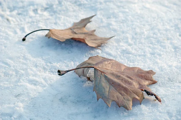 stock image Leaf on snow in winter