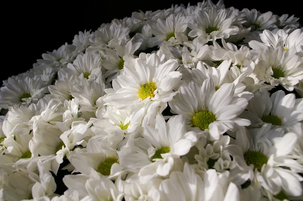 stock image Daisy bouquet