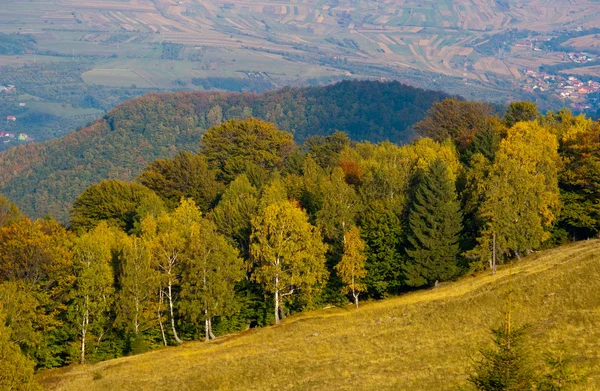 Podzimní Les zlatý zelený kopec — Stock fotografie