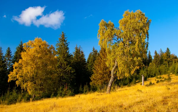 Дерево в золотом свете осенью — стоковое фото