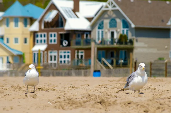 Seagull on the beach — Stock Photo, Image