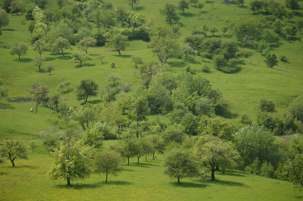 緑の牧草地山 — ストック写真