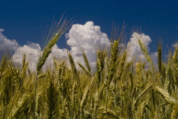 Zlatá pšenice plodin — Stock fotografie