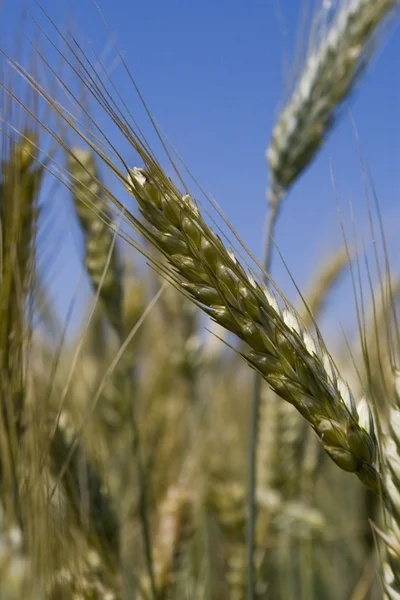 Recoltă de grâu — Fotografie, imagine de stoc