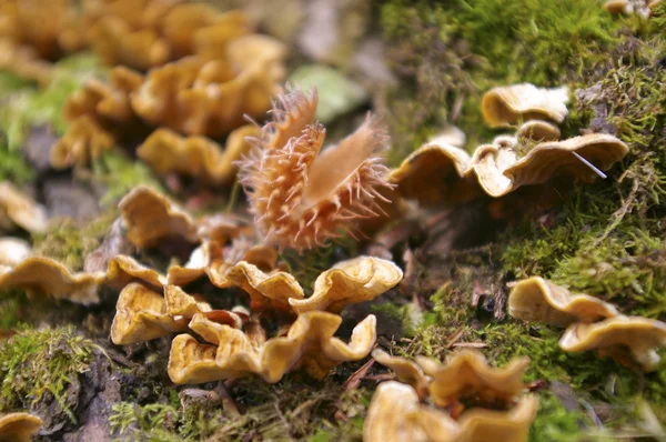 在森林中的野生蘑菇 — 图库照片