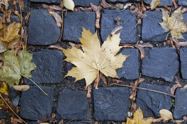 stock image Mapple leaf on cobblestone in fall