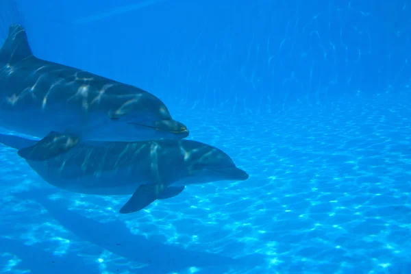 2 delfiny — Zdjęcie stockowe