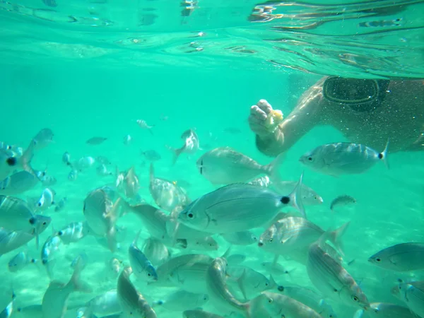 stock image Feeding fish