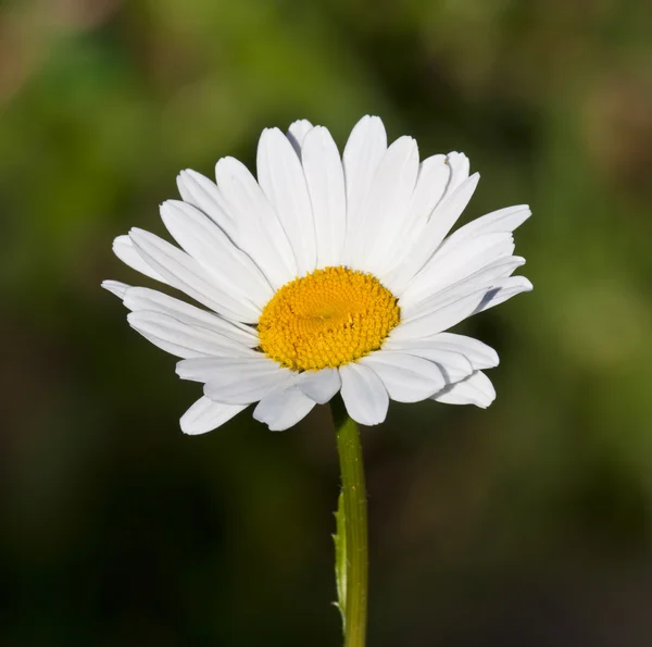 Close up of daisy — Stock Photo, Image