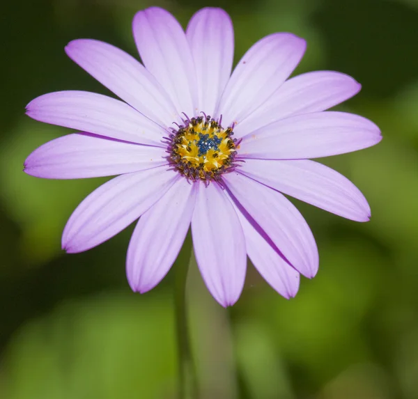 关门的紫粉色雏菊 — 图库照片