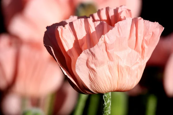 粉红色的罂粟 — 图库照片