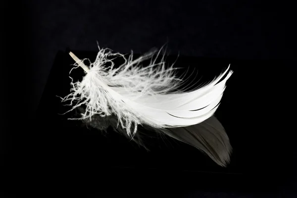 White feather close up — Stock Photo, Image