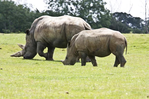 stock image Asian white rhino