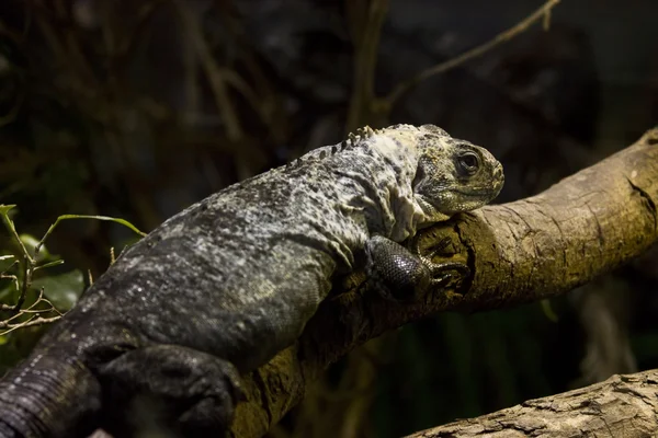 Stock image Lizard