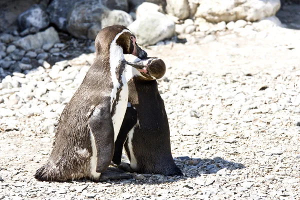 Mum and baby penguin — Stock Photo, Image