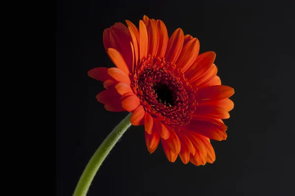 Orange daisy or echinacea — Stock Photo, Image