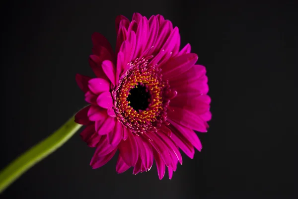 粉色雏菊 — 图库照片