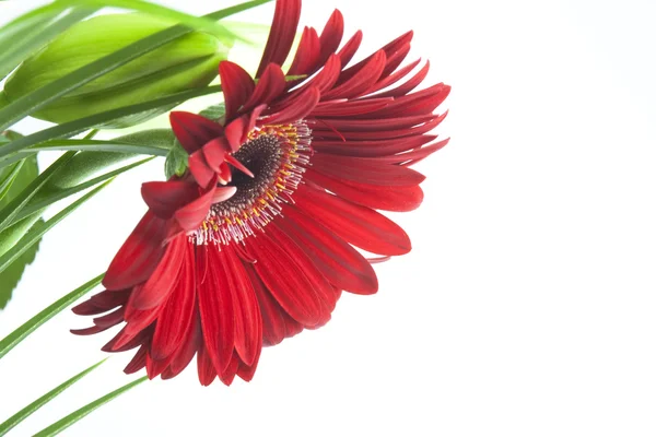 Kırmızı papatya veya echinacea — Stok fotoğraf